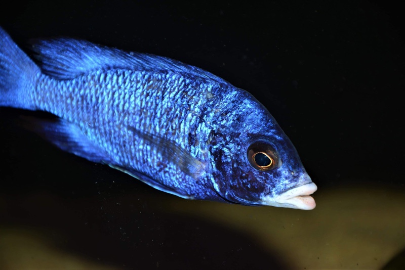 Placidochromis phenochilus 'Mdoka Reef'